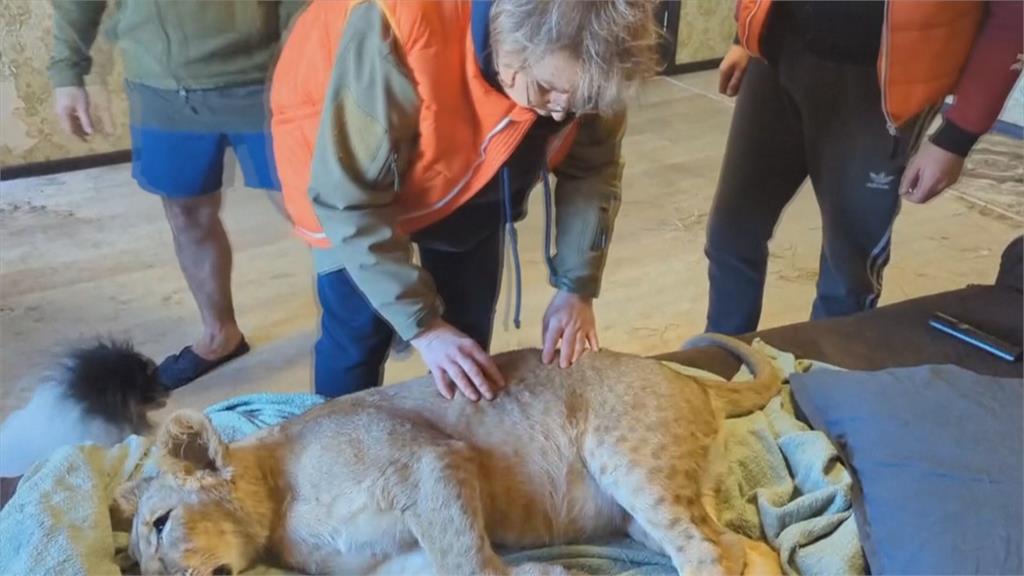 不忍俄烏戰火動物受害！　英非營利組織救援5隻獅子