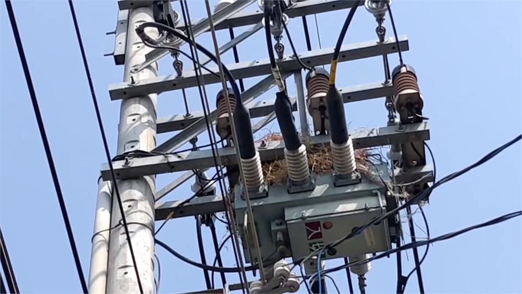 嚴防跳電！加強清除「電桿上的釘子戶」　台電巡檢除鳥巢大作戰