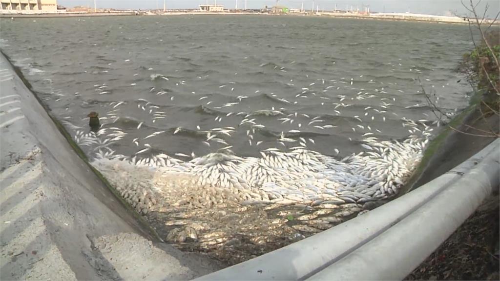 好冷！寒流凍死虱目魚逾25萬尾中央政府啟動災害救助
