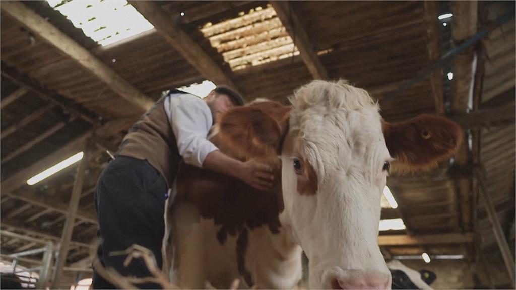 英國牧場推乳牛療育課程　「摸牛」達到紓壓效果　吸引大量民眾慕名而來