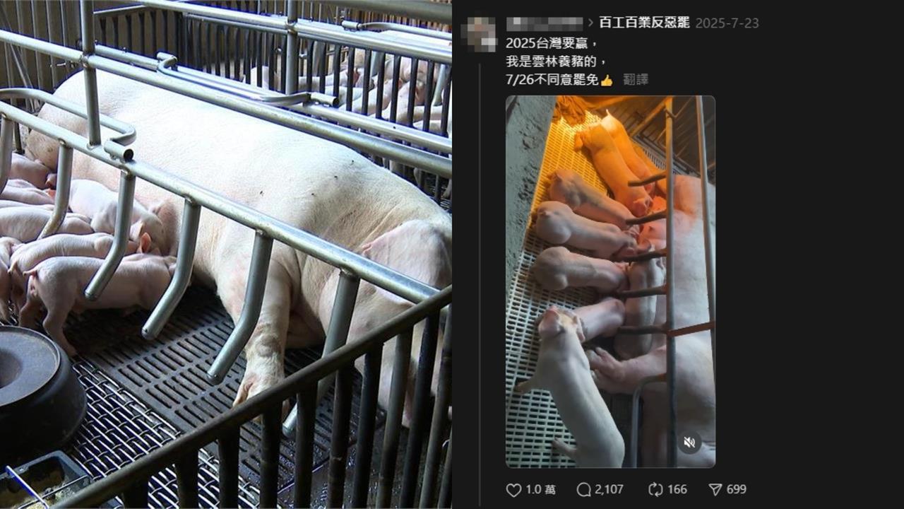 非洲豬瘟睽違7年襲台!雲林豬農昔PO文「挺反罷免」今遭眾人朝聖酸:自食惡果