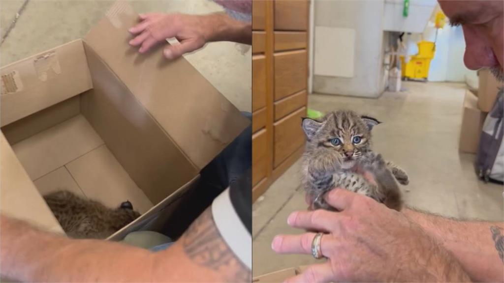 <em>登山</em>客撿到「超萌奶貓」忙送收容所　所長開箱直接嚇傻：這絕不是小貓