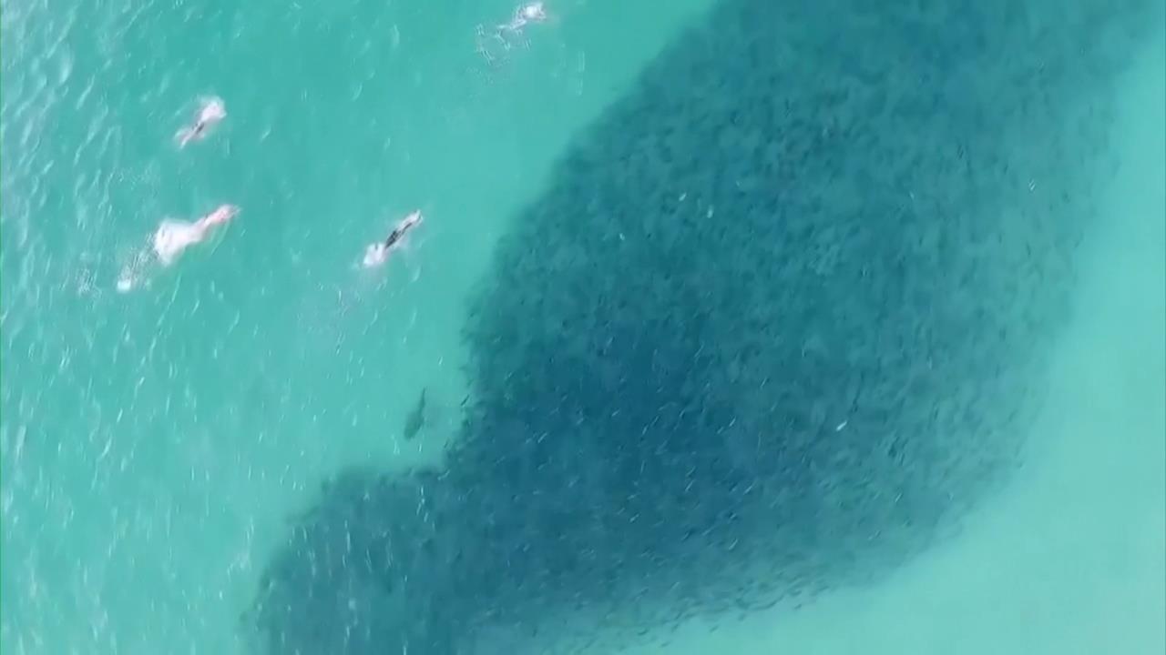 澳洲48小時內4起鯊魚攻擊事件　釀12歲男童、20歲男重傷