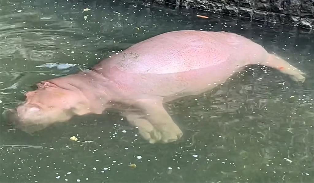 快新聞／河馬靜止側躺水中遊客嚇壞「差點念佛經」　壽山動物園揭真相
