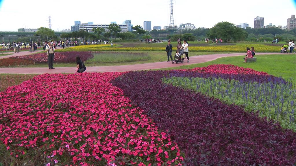 新北河濱蝶戀季登場！壯麗花海、光雕日夜都好拍