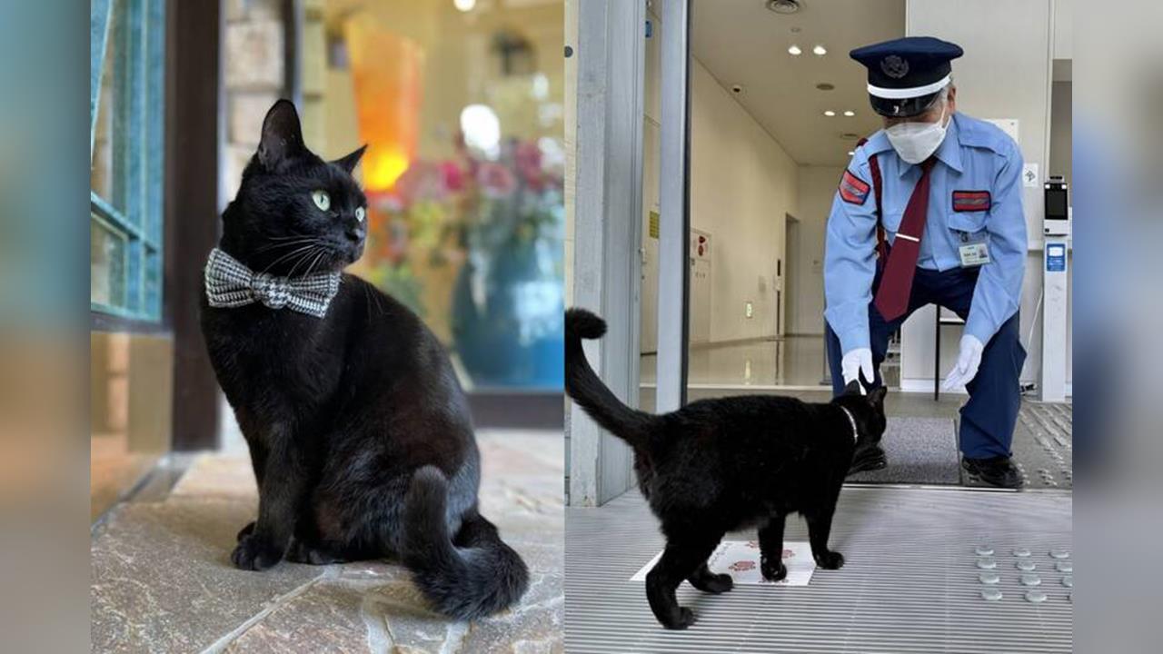 快新聞／8年攻防落幕！日尾道美術館「闖關小黑貓」過世　警衛不捨：常覺得牠會衝過來