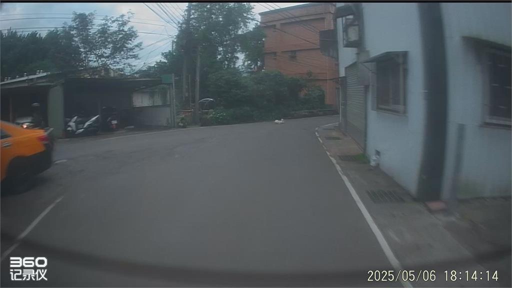 快新聞/遛狗不牽繩出事了!跑到馬路上遭輾斃 飼主、駕駛都得挨罰