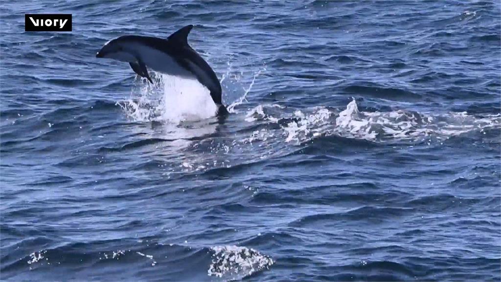 海洋哺乳動物保育區之一　想<em>賞鯨</em>豚快來阿根廷瓦爾德斯半島