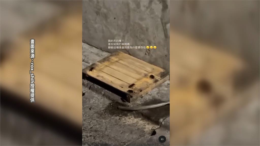 噁！豆腐板放水溝蓋「蟑螂狂爬」　老字號餐廳「四海一家」致歉　衛生局要查