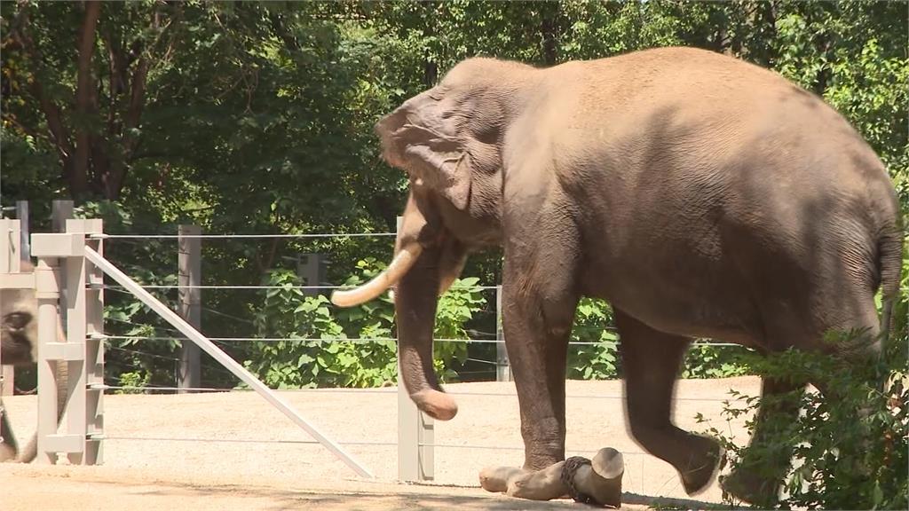 小狗闖入大象園區　1亞洲象被嚇到心臟病發亡
