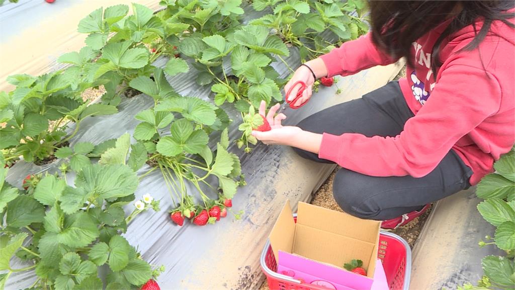 關西草莓園「現摘現吃」 專家教你正確挑選