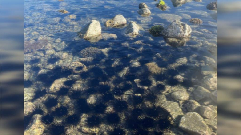 澎湖遊客不來野生動物活躍　 成千上萬魔鬼海膽聚集超壯觀