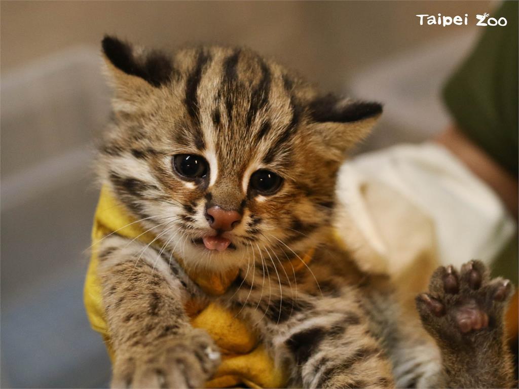 北市動物園石虎三兄妹 貓雄貓攬貓控萌樣曝光