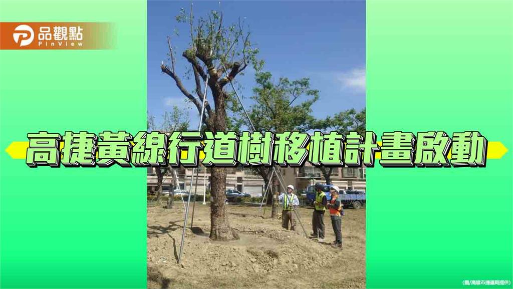 高雄捷運黃線樹木遷移啟動　確保交通安全與樹木撫育並重