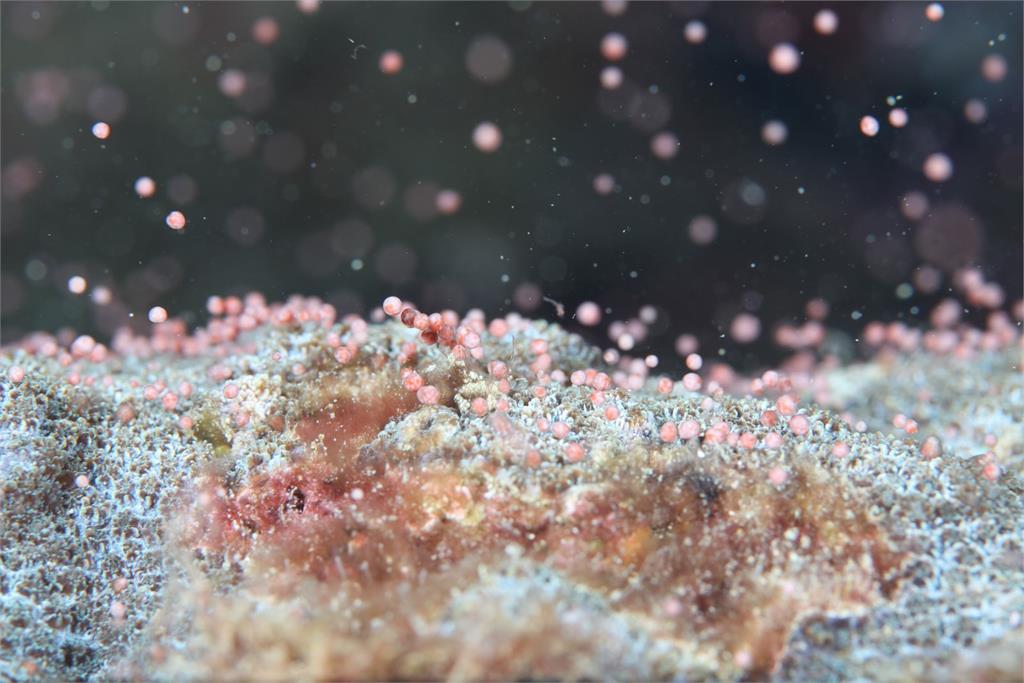 粉紅星空海底！墾丁珊瑚產卵大爆發「天女散花」線上直播時間曝