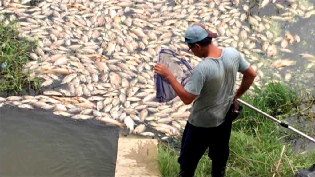 鳳山溪變黑水溝惹民怨 打撈100多噸魚屍