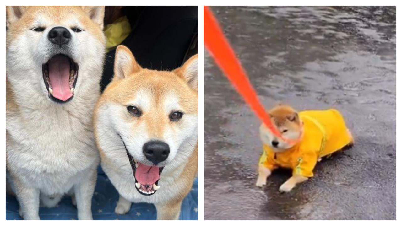 柴犬式任性有多固執？穿雨衣下秒做「1行為」　飼主淋成落湯雞網笑翻