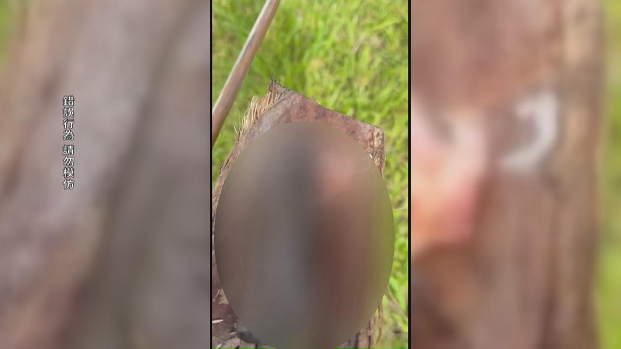 殘忍！草叢驚見「獼猴手掌」　疑遭殺害凶手最高罰30萬