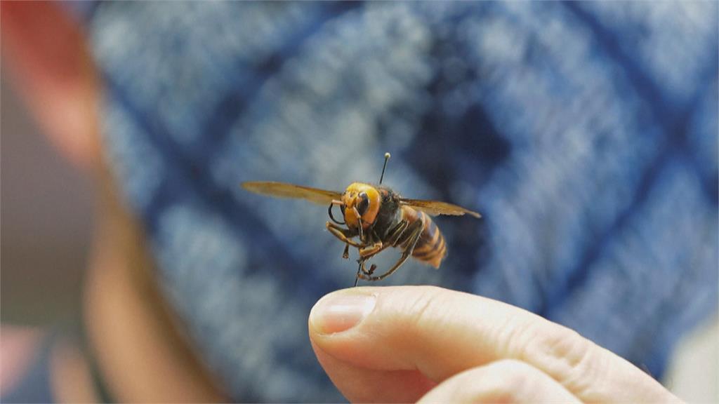 費時5年根除！　美國宣告剿滅外來物種「巨型殺人蜂」