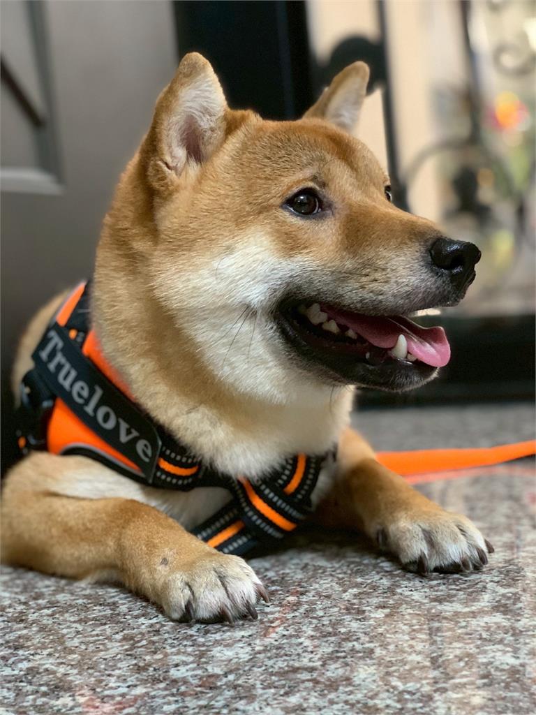 比特犬「撕咬柴犬10分鐘」　眾人拿鐵條救援！2狗皆喪命
