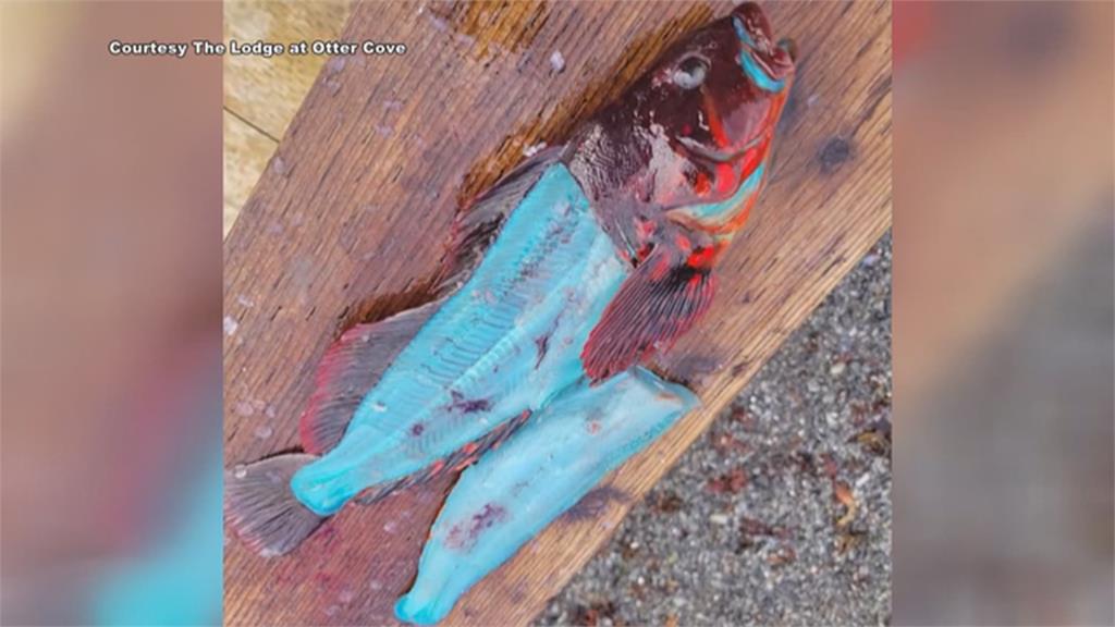 「藍色怪魚」現蹤阿拉斯加　魚肉、內臟全是藍色
