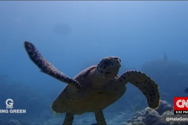 人類盜獵太猖獗 印度塞席爾海龜瀕絕種