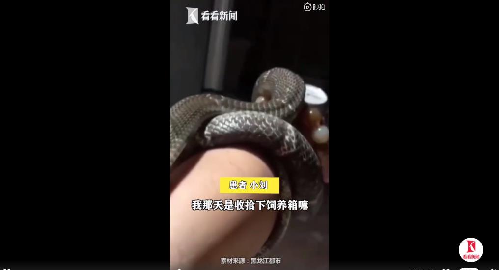 中國男網購「無毒」寵物蛇　同床1週後卻被咬險死？店家瞎扯：發錯貨