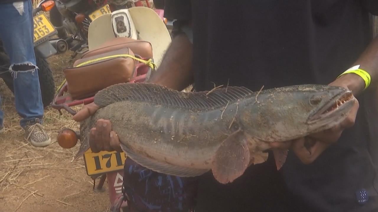 斯里蘭卡釣魚比賽　專釣入侵小盾鱧