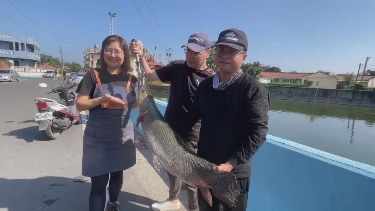 交給專業的！ 鱷雀鱔橫行多日 釣客兩小時制伏