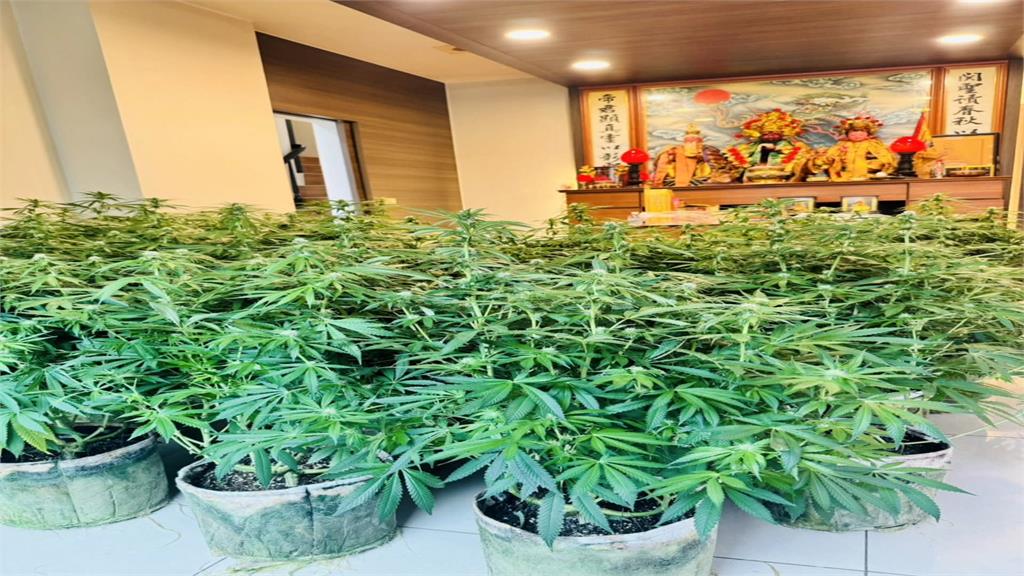 裝修師擁泰國大麻栽種執照　　「打造」大麻種植場栽了