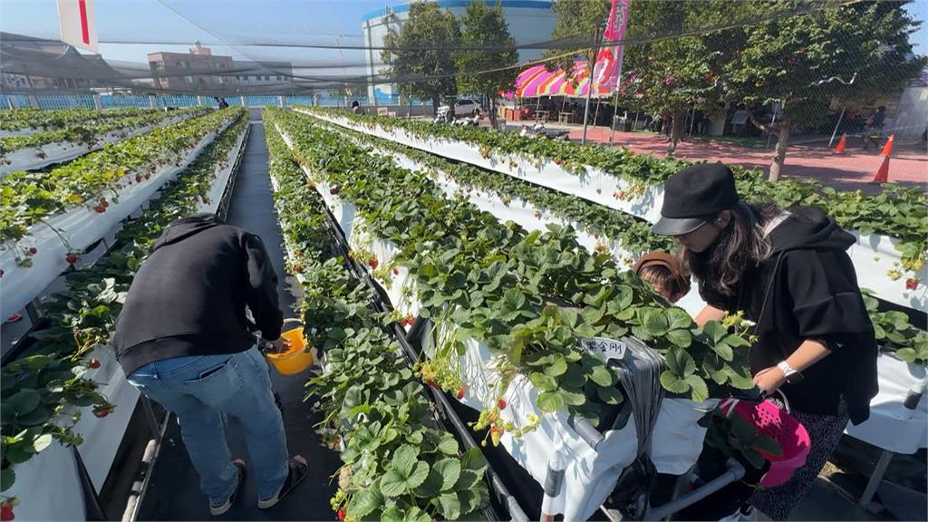 連假首日好天氣＋草莓價格穩　台中潭子平地草莓園湧人潮