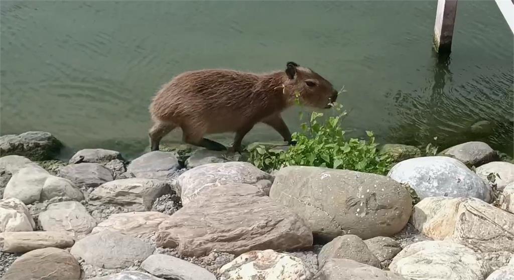 最萌防颱畫面！飼料引誘水豚君進入避難小屋竟沒用