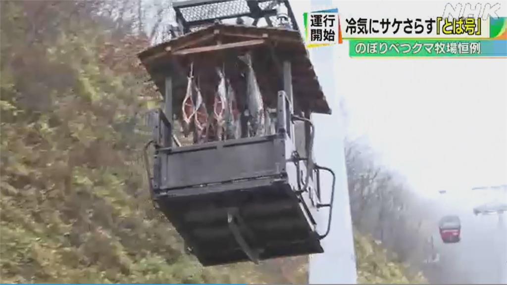 奇景！北海道用空中纜車曬乾鮭魚 當作熊飼料