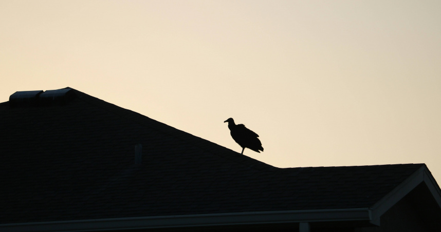 氣候變遷！美黑禿鷹北遷「牧場慘遭襲」　小牛活生生被吃掉