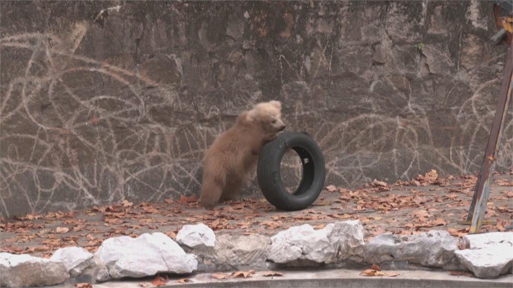 上海「潦草小熊」爆紅！　未滿足歲棕熊披頭散髮萌翻遊客