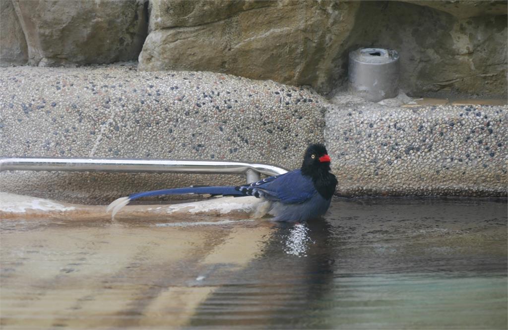 台灣藍鵲竟愛「泡湯戲水」！還有鳥在岸上負責留守戒備