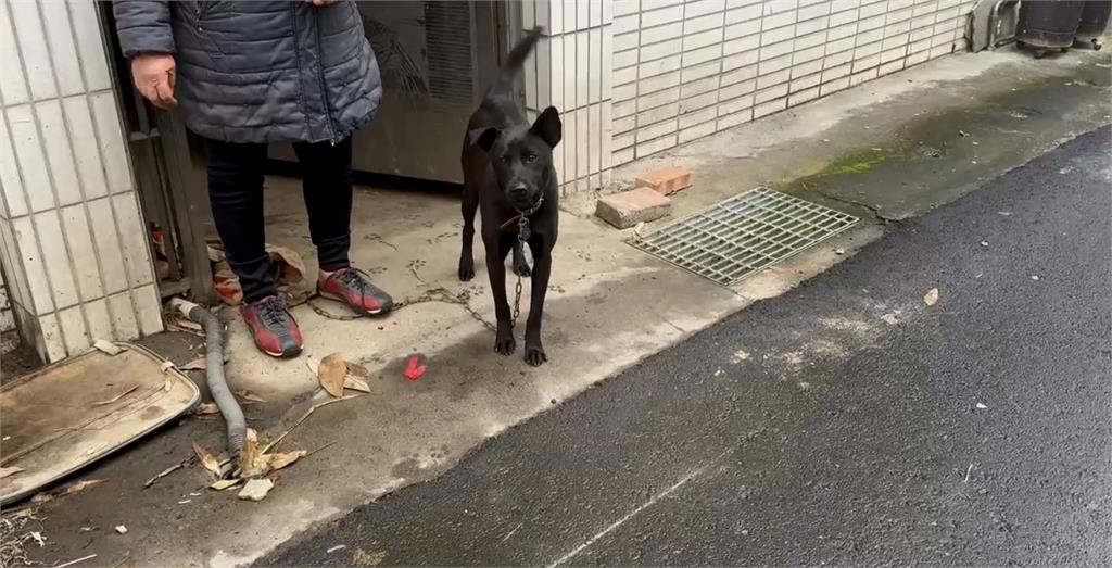 騎士半路被狗追嚇傻！他「催油門逃命」動保處曝解圍方法