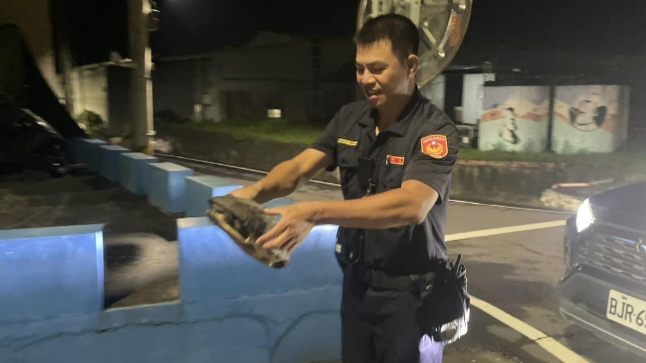 暴雨魚池淹水！烏龜大軍逃家闖馬路　警民合作找回３０隻