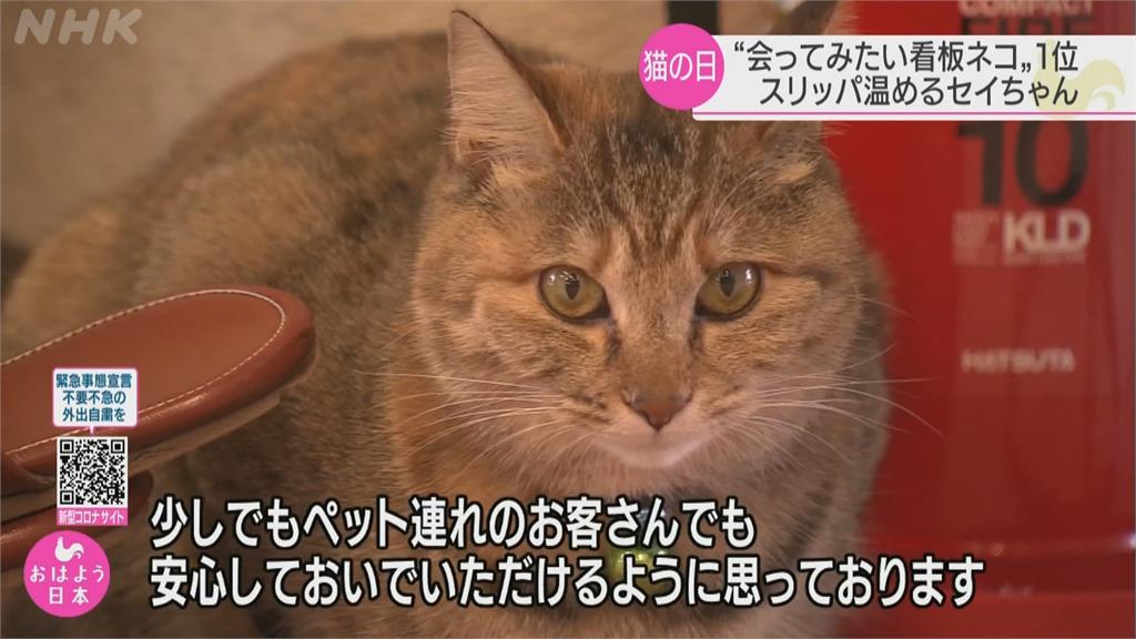 日本看板貓票選！ 民眾最想見福島「暖鞋貓」