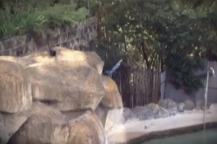 搶泡美人湯  藍鵲到溫泉池排隊戲水