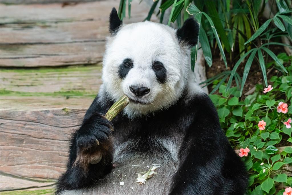 快新聞／10年協定到期　英國「唯一」一對熊貓下月返回中國