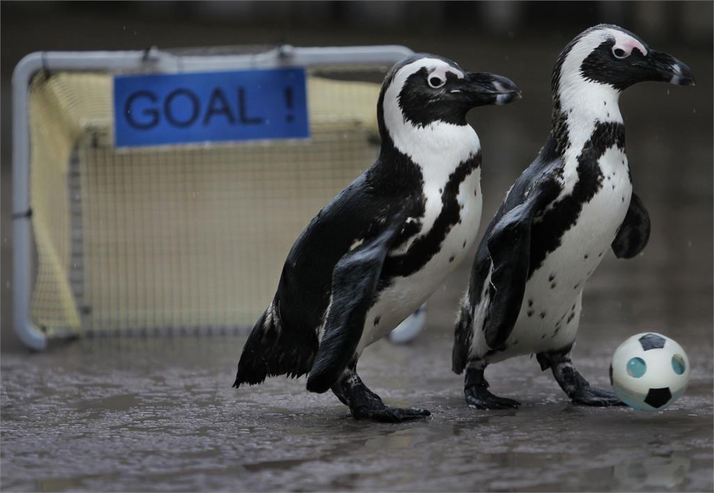 日本宮崎縣水族館辦「動物奧運會」　海豚、企鵝參賽超吸睛