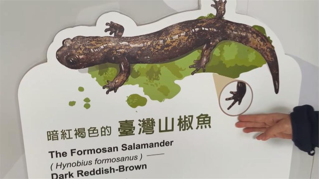 臺灣山椒魚命名錯了一百年！　後肢有五趾才是正牌的