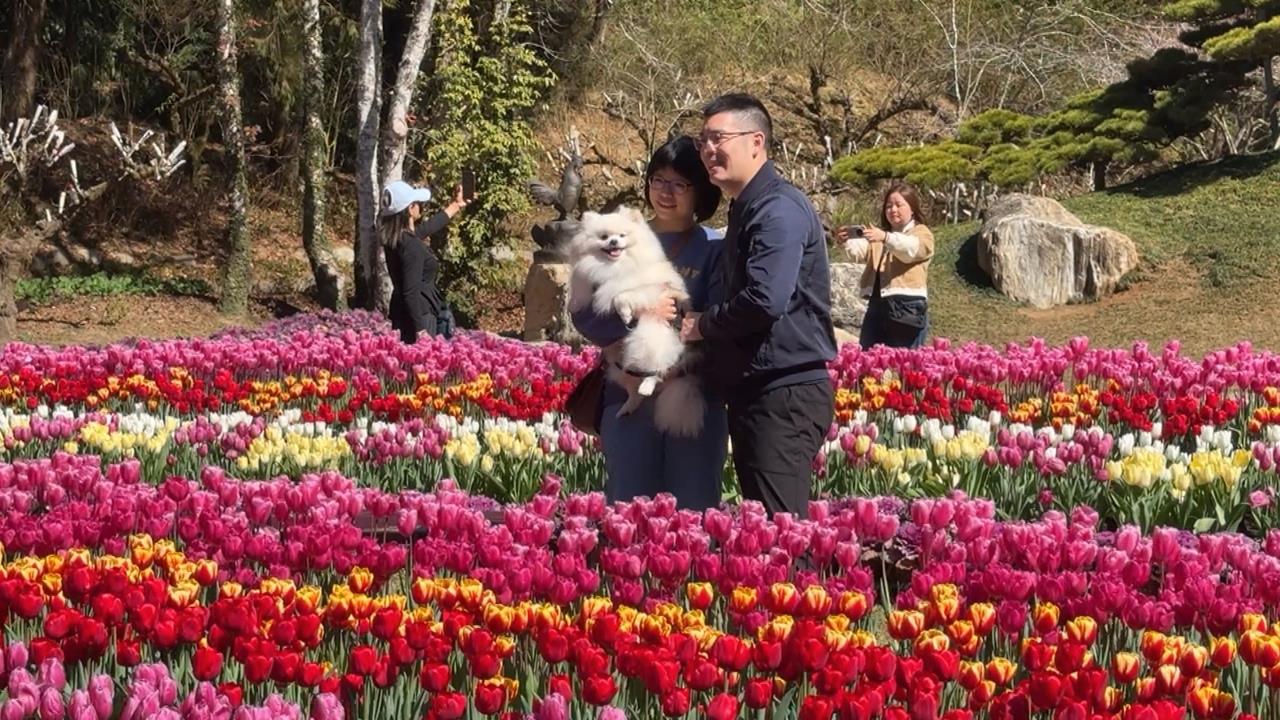 萬紫千紅！　南投杉林溪入冬變裝　「葉牡丹」竟與高麗菜有關？