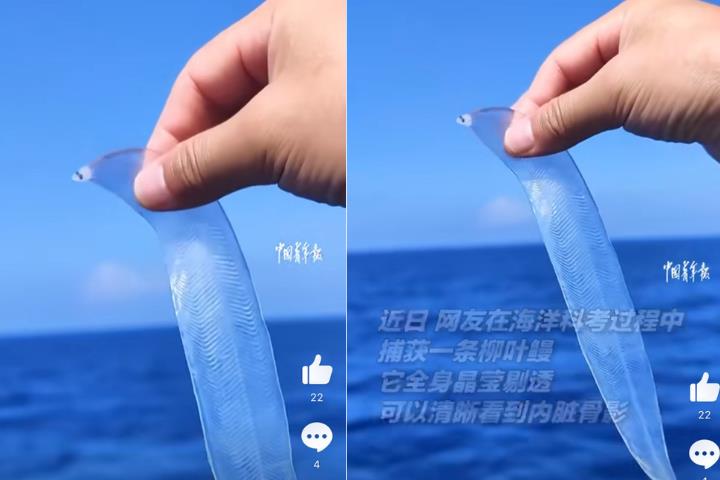 海洋專家深海驚見「會動的寬粉」透視照瘋傳！網看傻：要沾醬油吃？