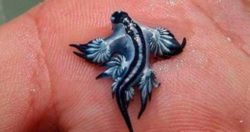 西班牙海灘驚見「藍龍」!夢幻外型藏劇毒 當局全面禁止下水