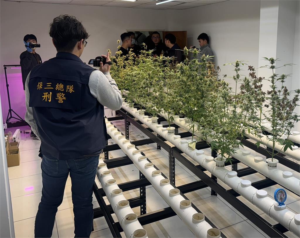 新品種大麻「蘋果派」！　專業水耕植栽設備全被抄