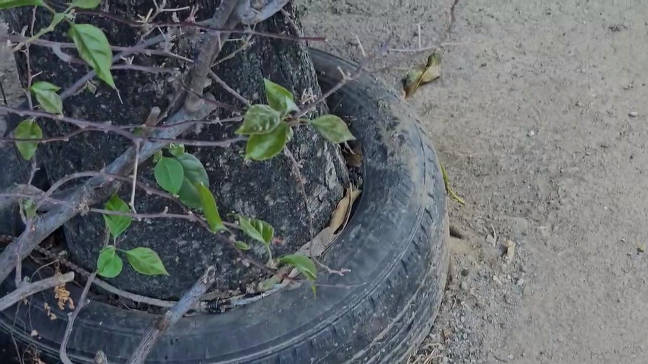 怎麼套的?台中有輪胎包圍2棵芒果樹 屋主親自解密