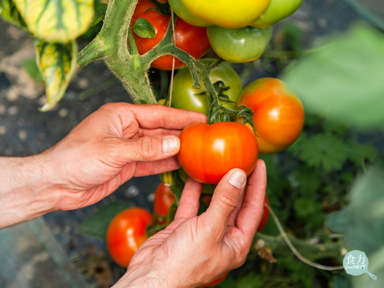 番茄紅了醫生臉就綠了？日本研究團隊從基改番茄萃取「甜菜色素」　可望成保健食品新原料