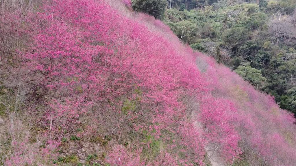 上帝視角俯瞰「Z型櫻花步道」　南投粉紅、桃紅櫻花交織漸層美景